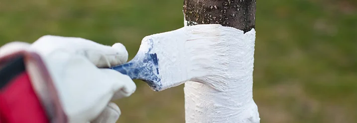 Baumstamm wird mit Pinsel gestrichen